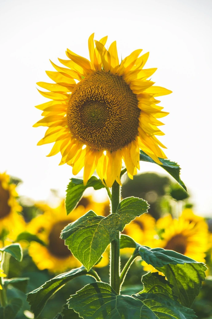 close-up photo of common sunflower